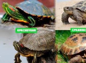 Красноухая черепаха — уход в домашних условиях Можно ли держать в доме черепаху